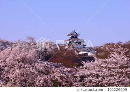 白川市 白川小峰城跡 三層樓和櫻花 101226009