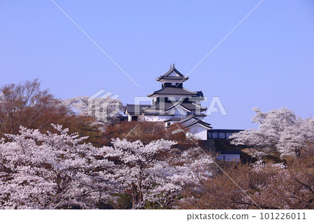 白川市 白川小峰城跡 三層樓和櫻花 101226011