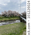 Bridge over the river and cherry blossoms 101226024