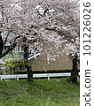 Cherry blossoms on the riverbed and falling cherry blossoms 101226026