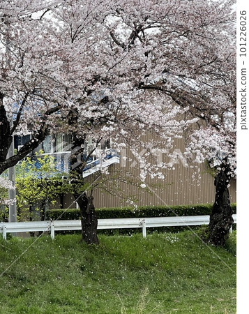 Cherry blossoms on the riverbed and falling cherry blossoms 101226026