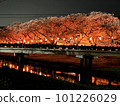 Night cherry blossoms and a bridge over a river 101226029