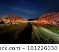River flowing through cherry blossoms at night 101226030