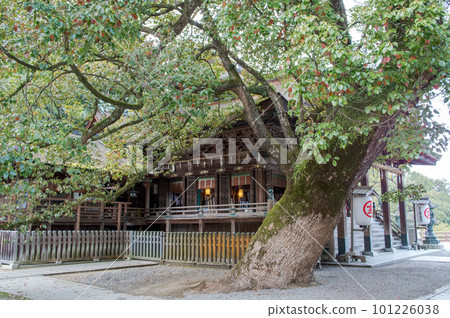 香川縣金刀比羅神社、正殿和巨大的樟樹 101226038