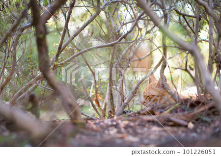 A stray cat sleeping comfortably in the bushes of a Kyoto park 101226051