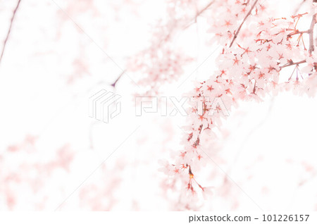 我抬頭看著櫻花 我抬頭看著櫻花 101226157