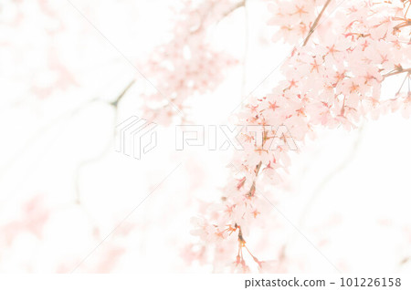 櫻花花瓣舞動的春天天空 櫻花花瓣舞動的春天天空 101226158