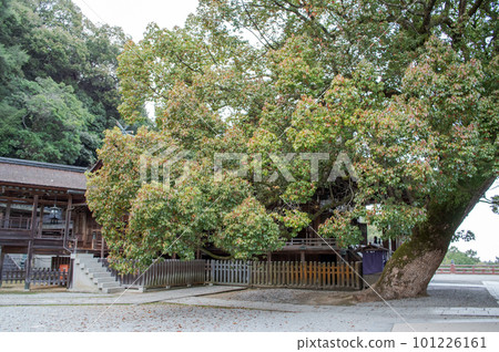 Kotohiragu 神社:覆蓋主神社的巨大樟樹,香川縣 Kotohiragu 神社:覆蓋主神社的巨大樟樹,香川縣 101226161