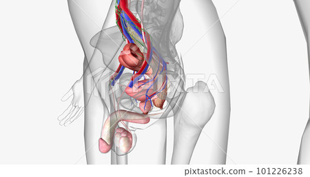 The pelvis is the most inferior region of the trunk. The pelvis is the most inferior region of the trunk. 101226238