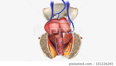 The anal canal is the terminal part of the gastrointestinal (GI) tract, where solid waste leaves the body. 101226265
