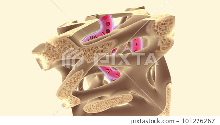 Spongy or cancellous bone gets its name from its sponge-like appearance. Spongy or cancellous bone gets its name from its sponge-like appearance. 101226267