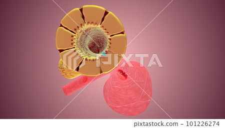 The Nephron function or Reabsorption 101226274