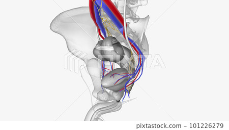 The bladder is supplied with oxygenated blood mainly by the superior and inferior vesical arteries 101226279