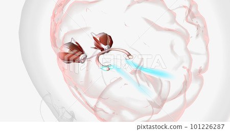 Normal Visual Pathway with Eye Movement Normal Visual Pathway with Eye Movement 101226287