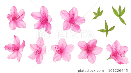 pink watercolor azalea 101226445