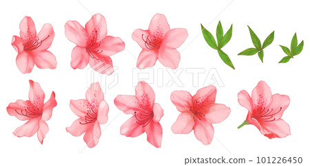 red watercolor style azalea 101226450