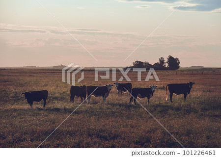 Cattle in Argentine countryside,La Pampa Province, Argentina. 101226461
