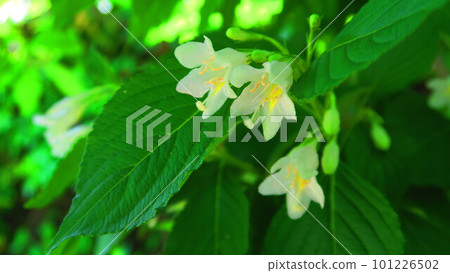 箱根(箱根天空樹)的鮮花風景 箱根(箱根天空樹)的鮮花風景 101226502
