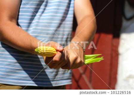 Farmer or agronomist in the corn field holding golden ripe cob after the harvest. Impotence and men's health. Sexual masturbation and orgasm. Impotence problem. Close up of the hand holding corn Farmer or agronomist in the corn field holding golden ripe cob after the harvest. Impotence and men's health. Sexual masturbation and orgasm. Impotence problem. Close up of the hand holding corn 101226516