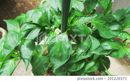 青椒幼苗和青椒果實在播種機中的風景 101226571