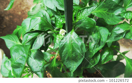 青椒幼苗和青椒果實在播種機中的風景 101226572