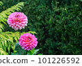 Purple pink Dahlias on background of green leaves 101226592