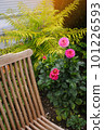 Vintage wooden chair and magenta dahlias 101226593