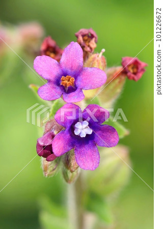 Curative common bugloss flower blooming Curative common bugloss flower blooming 101226672