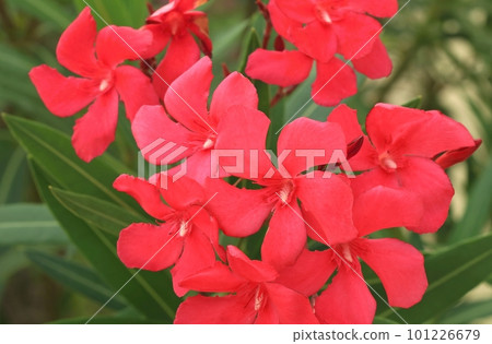 Poisonous red oleander in blossom 101226679