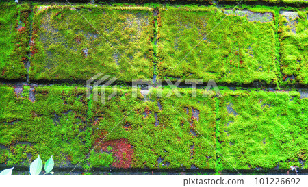Landscape of green mossy fence blocks Landscape of green mossy fence blocks 101226692