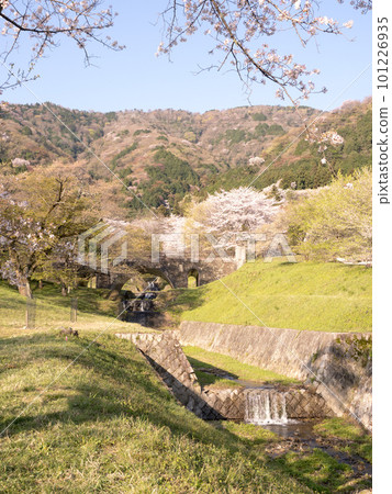 2023 年 Kamagakei 公園的櫻花 2023 年 Kamagakei 公園的櫻花 101226935