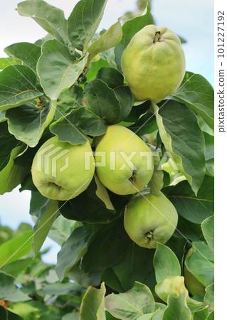 The quince tree with fruit 101227192