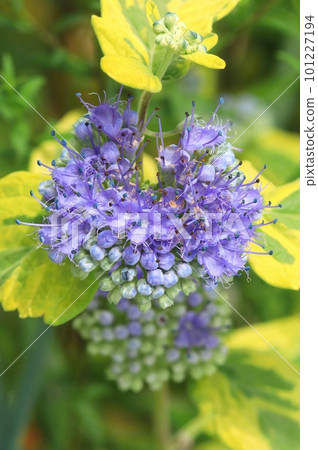Bluebeard bush in blossom Bluebeard bush in blossom 101227194