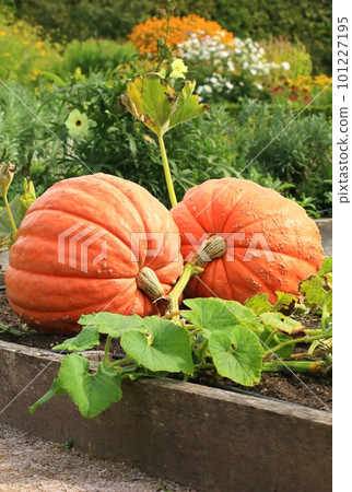 Very healthy orange pumpkin in garden Very healthy orange pumpkin in garden 101227195