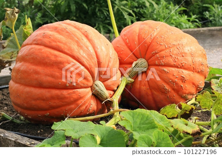 Very healthy orange pumpkin in garden 101227196