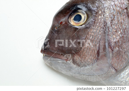 The face of the sea bream The face of the sea bream 101227297