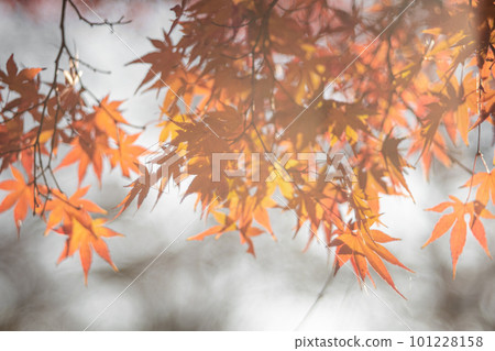 Autumn leaves image Autumn leaves image 101228158