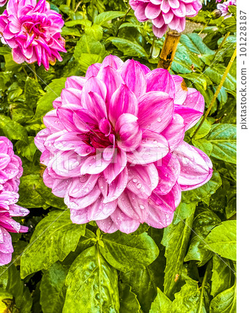 Close up of a flower, macro photo, in the castle de haar in Utrecht, Netherlands 101228187