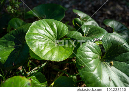 蜂斗菜（Tswabuki） 101228230