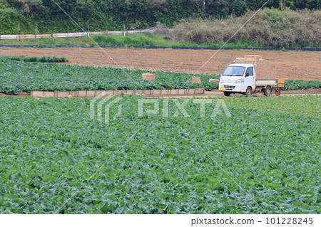 Harvested and shipped spring cabbage Cabbage field in spring Harvested and shipped spring cabbage Cabbage field in spring 101228245