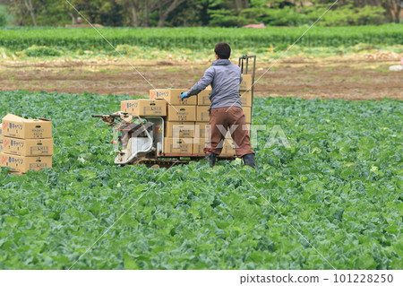 收穫和運輸的春捲心菜 春天的捲心菜田 收穫和運輸的春捲心菜 春天的捲心菜田 101228250