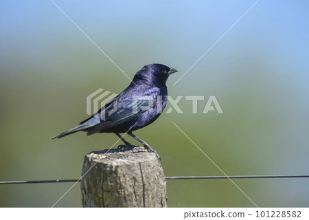 Shiny Cowbird,perched on a fence post, La Pampa, Argentina. Shiny Cowbird,perched on a fence post, La Pampa, Argentina. 101228582