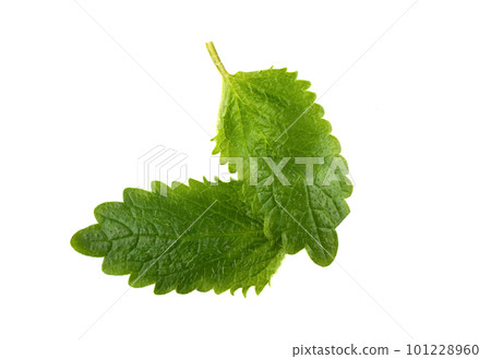 Top view of two melissa leaves on a white background. Top view of two melissa leaves on a white background. 101228960