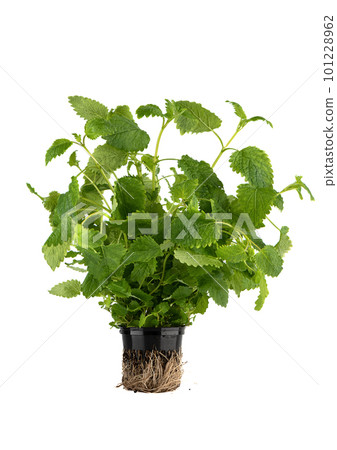 Melissa in a pot isolated on a white background. 101228962