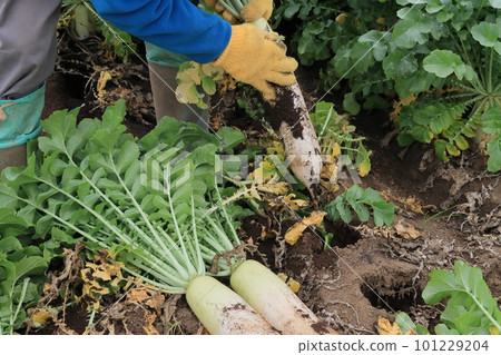 Harvest of radish Harvest of blue neck radish Harvest of radish Harvest of blue neck radish 101229204