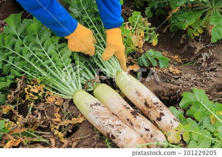 蘿蔔收穫藍色脖子蘿蔔收穫 101229205