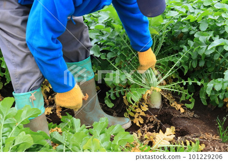 蘿蔔收穫藍色脖子蘿蔔收穫 101229206