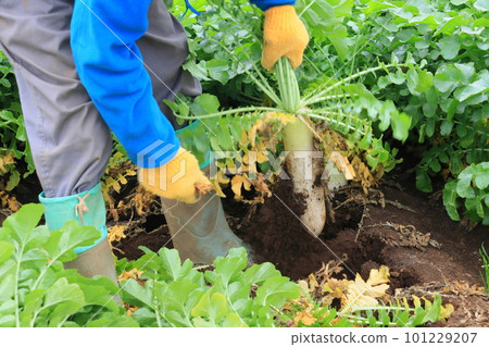 蘿蔔收穫藍色脖子蘿蔔收穫 蘿蔔收穫藍色脖子蘿蔔收穫 101229207