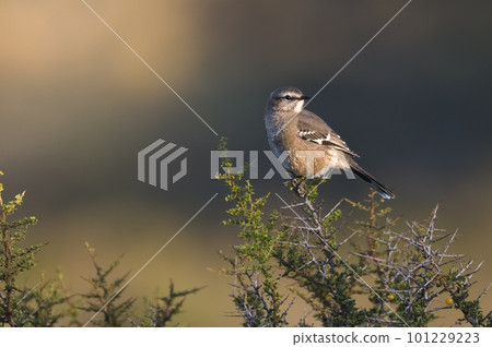 Patagonian Mockingbird, Peninsula Valdes,Patagonia, Argentina Patagonian Mockingbird, Peninsula Valdes,Patagonia, Argentina 101229223