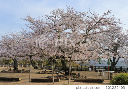 松山城山頂廣場盛開的櫻花 松山城山頂廣場盛開的櫻花 101229403